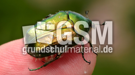 Goldglänzender Rosenkäfer (13).jpg